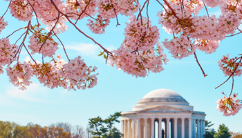 보스턴 벚꽃축제 [2박3일]