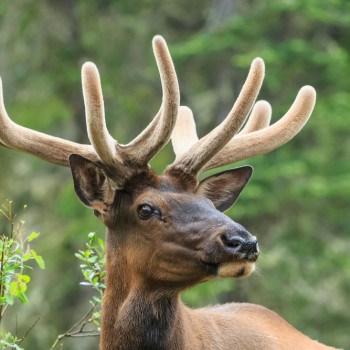 제스퍼 국립공원